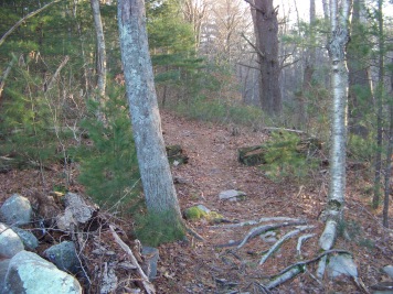 roots on canoe club trail