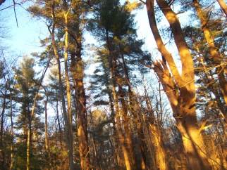 looking thru the trees on the canoe club trail in pembroke