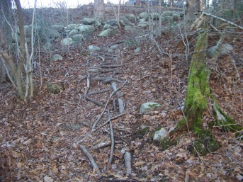 root filled end of trail at canoe club preserve