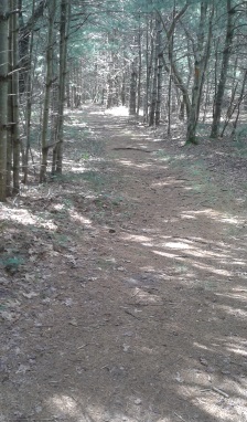 shady hiking trail at thaddeus chandler sanctuary