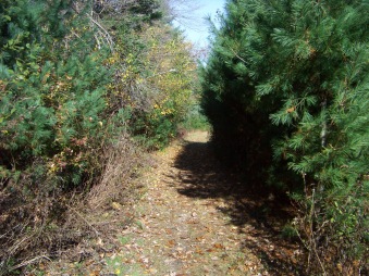 clark bog trail