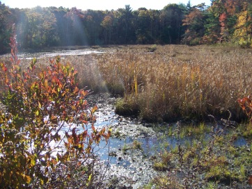 clark bog loop trail pond