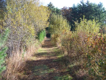clark's bog trail in hanover