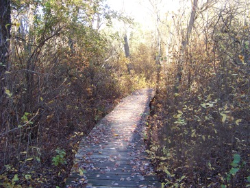 boardwalk in fall at colby phillips conservation boardwalk in fall at colby phillips conservation