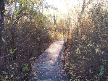 boardwalk in fall at colby phillips conservation