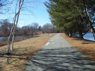walkway lined by eastern white pines on colebrook blvd