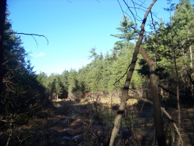 quaking sphagnum bog at cranberry pond