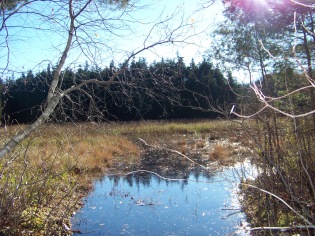 sphagnum bog at cranberry pond conservation