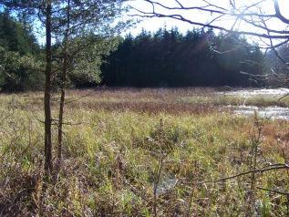 quaking bog at cranberry pond conservation