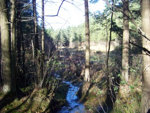 quaking sphagnum bog at cranberry pond in braintree