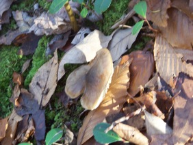 mushroom at cranberry pond 