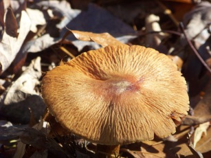 mushroom at cranberry pond conservation mushroom at cranberry pond conservation