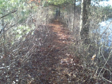 trail behind cranberry bog at crowell conservation