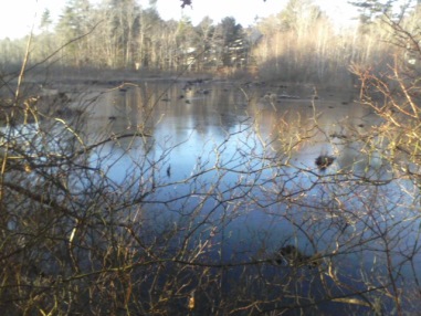 back bog pond at crowell conservation