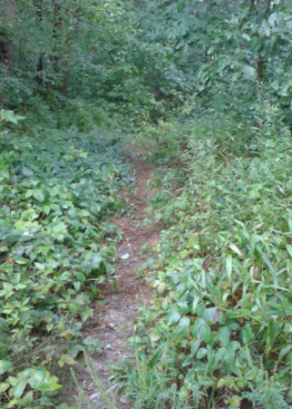 A narrow Bay Circuit Trail leading out of Duxbury Bogs at the lower end of Cranberry Factory Pond.