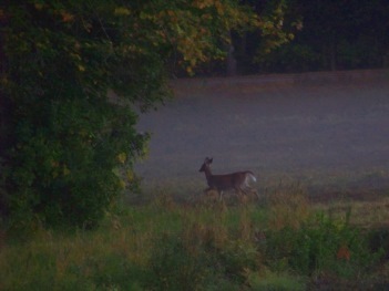 deer on bog in duxbury