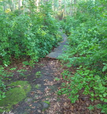 eaton pond boardwalk over hayward creek