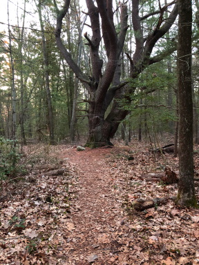 Large pine on Ellsberg Trail.