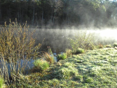 misty pond at Ellis Nature Sanctuary