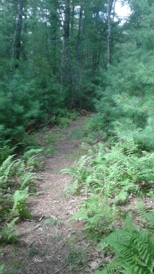 fern to pine trail at stetson meadows in norwell