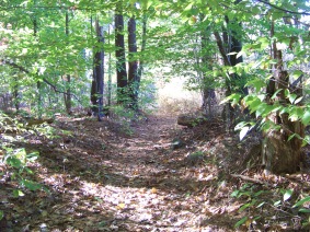 cart path on french's stream trai
