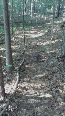 Hiking trail lined by forest material.