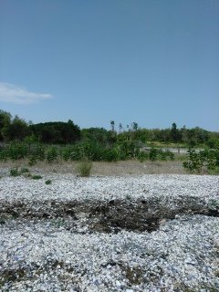 Shell filled beach at Grape Island