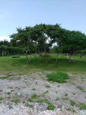 staghorn sumac in front of the grape arbor