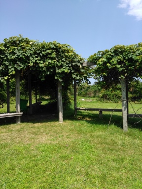 Grape arbor on Grape Island