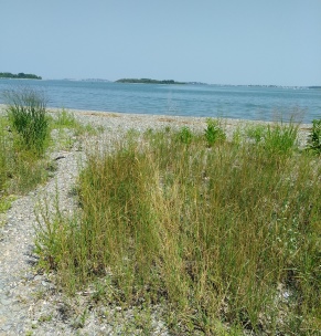 Beach access trail at Webb Memorial Park for Grape Island kayak trip.