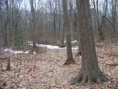 lower trail in great brewster woods