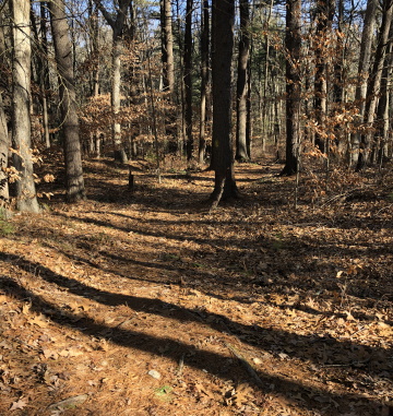 woodland portion of great pond trail
