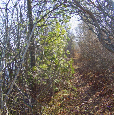 Narrow sandy path between the lagoon and pond.