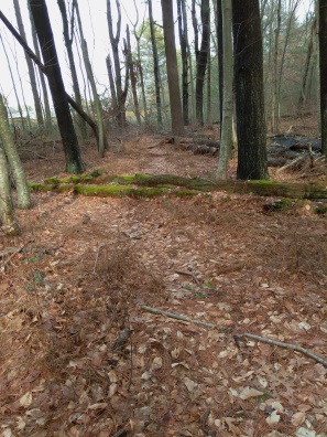Hiking trail through open area of fallen trees. Hiking trail through open area of fallen trees.