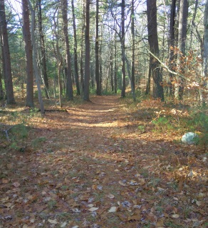 The wide easy cart path beginning at Hanson Town Forest.