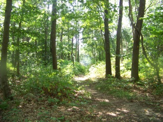 pleasant trail in holbrook town forest