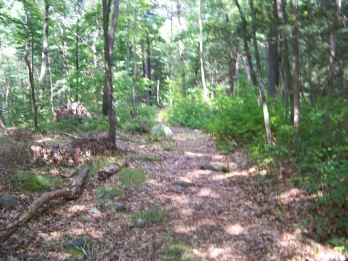 easy walking in holbrook town forest