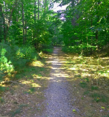 Gravel start on the trail to Holly Pond.