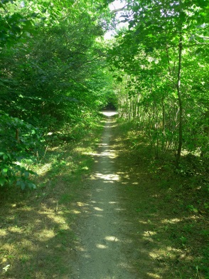 Holly Pond Trail narrows but still wide enough to allow multi use.