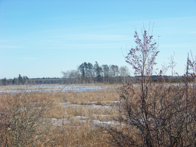 cedar swamp above burrage pond