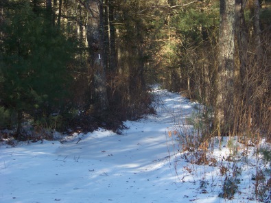 indian crosswayenters forest