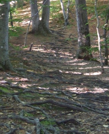 hiking trail filled with tree roots at jacobs pond conservation area