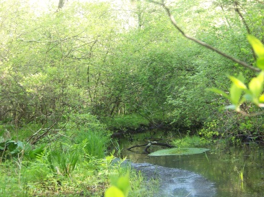 upstream on Phillips Brook