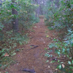 Wide pleasant hiking trail at Lansing Bennett Forest.