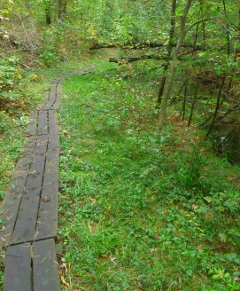Boardwalk trail at Lansing Bennett Forest