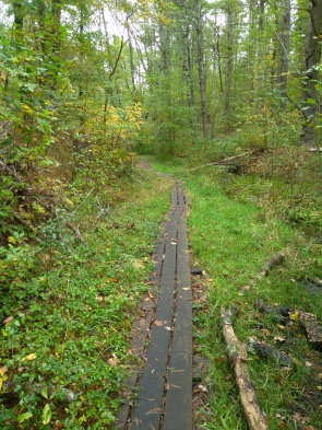 Continuous plank walk along a heavily vegetated hiking trail. Continuous plank walk along a heavily vegetated hiking trail.
