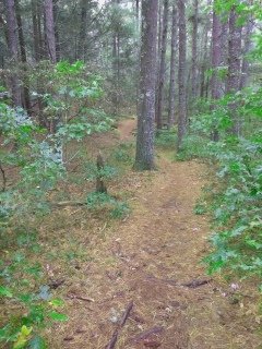 Hiking trail winding through pine trees.