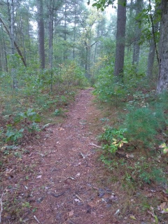Hiking trail leading out to Cross St in Duxbury at the Lansing Bennett Forest.