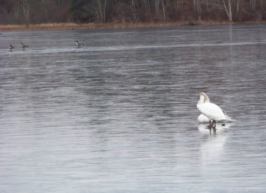 ducks and swans on frozen lower burrage pond