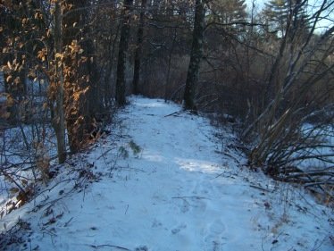 hiking trail leads away from marsh